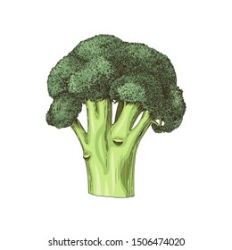 Colorful hand drawn broccoli isolated on white background. Vector illustration