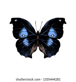 Colorful hand drawn butterfly on white background. Vector illustration
