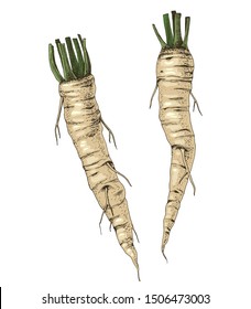 42+ Show me a picture of a horseradish ideas