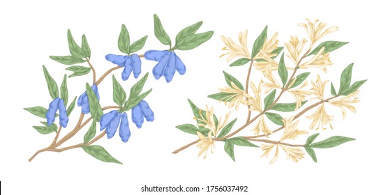 Colorful hand drawn honeysuckle branch with flowers and berries vector engraving illustration. Realistic edible garden kind of plant isolated on white. Lonicera japonica detailed design elements