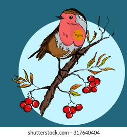 Colorful hand drawn illustration of robin bird sitting on rowan branch with berries. Vector illustration eps8