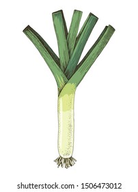 Colorful hand drawn leek isolated on white background. Vector illustration