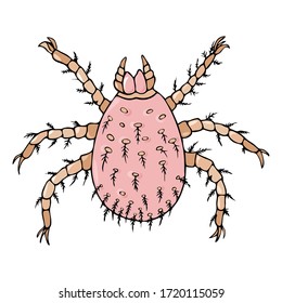 Colorful hand drawn mite vector illustration isolated on a white backround. Human body pest concept