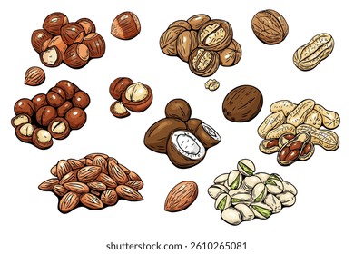 Colorful hand drawn nut collection isolated on white background