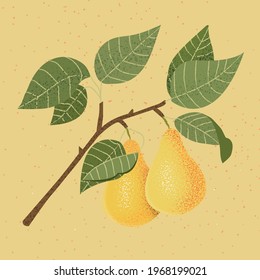 Colorful hand drawn pear branch with flowers and ripe fruits. Vector illustration