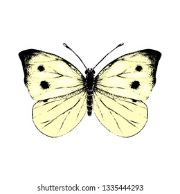 Colorful hand drawn small white butterfly. Vector illustration