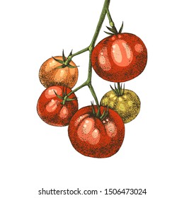 Colorful hand drawn tomatoes branch. Vector illustration