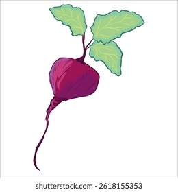Colorful hand drawn vector illustration of a fresh beetroot with vibrant green leaves, isolated on a white background. Natural organic vegetable perfect for healthy food concepts, farming and gardenin