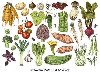 Colorful hand drawn vegetables collection. 35 highly detailed elements. Vector illustration