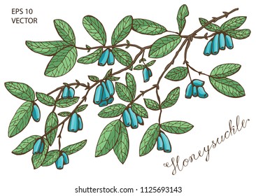 Colorful honeysuckle branch with ripe berries, green leaves and lettering on white. Vintage nature concept, hand drawn vector illustration with engraved design elements