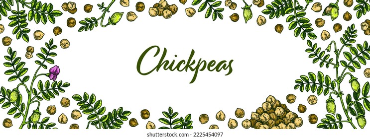 Colorful horizontal chickpeas design. Hand drawn illustration in colored sketch style. Botany design for packaging, label, banner, poster