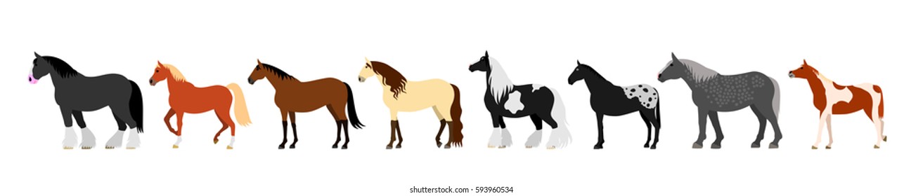 colorful Horse banner 