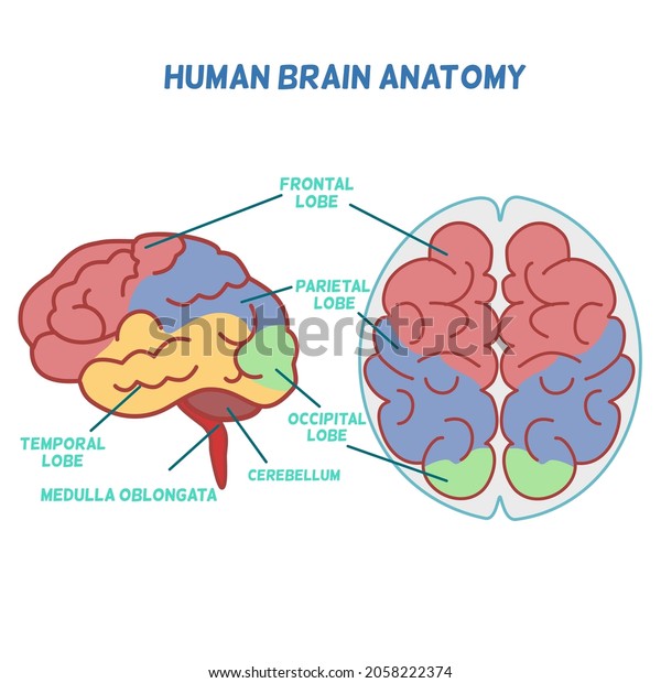 Colorful Human Brain Anatomy Side View Stock Vector (Royalty Free ...
