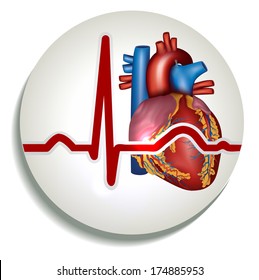 Colorful human heart rhythm icon. Human heart anatomy and normal sinus rhythm.