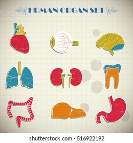 Colorful human internal organs set isolated on squared notebook paper background flat vector illustration