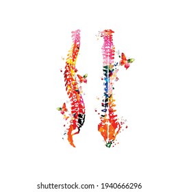 Farbige Anatomie der menschlichen Wirbelsäule, Rückenmarkskordeln, anatomisches Poster mit Wirbelsäulenstruktur. Gesundheitswesen, medizinische Nachsorge und diagnostische Vektorgrafik. Vordere und seitliche Wirbelsäulenansicht
