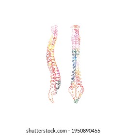 Colorful human spine anatomy, spinal cords, anatomical poster with vertebral column spine structure. Healthcare, medical checkup and diagnostic vector illustration. Anterior and lateral spine view
