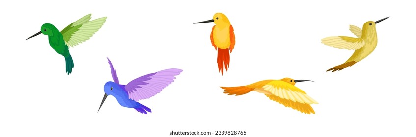 Colorful Hummingbird with Long Beak and Bright Feathers Vector Set