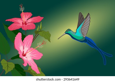 Colorful hummingbird and pink hibiscus flowers. Vector illustration.