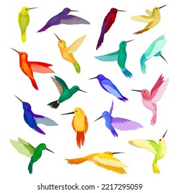 Colorful Hummingbird Species with Long Beak Fluttering with Bright Wings Vector Set