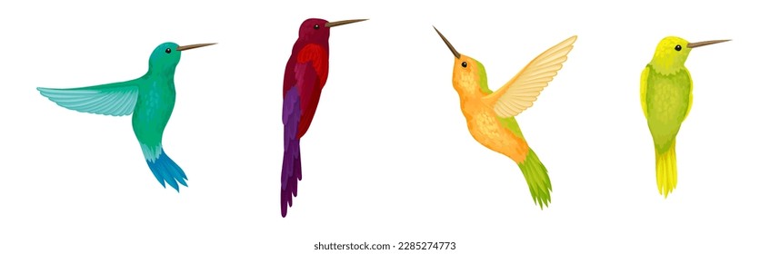 Colorful Hummingbird Species with Long Beak Fluttering with Bright Wings Vector Set