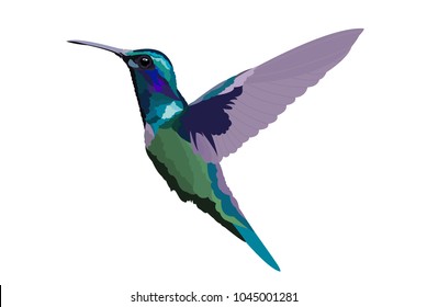 Colorful hummingbird, vector illustration. Beautiful design