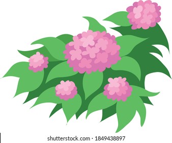 Colorful hydrangeas garden pollinator plants vector