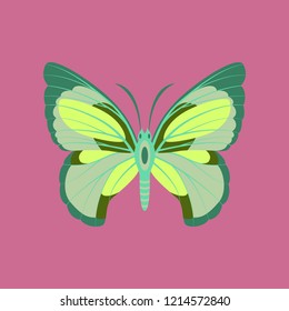 Colorful icon of butterfly isolated on pink