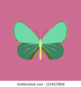 Colorful icon of butterfly isolated on pink