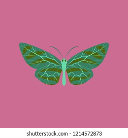 Colorful icon of butterfly isolated on pink