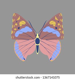 Colorful icon of butterfly isolated on gray