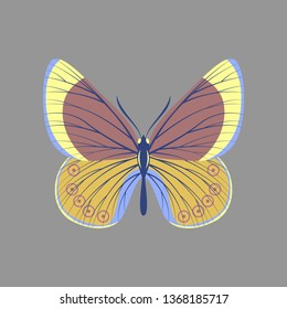 Colorful icon of butterfly isolated on gray