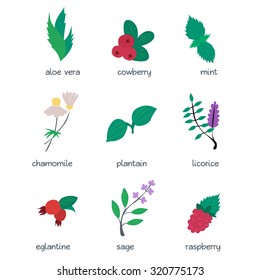 Colorful icon set - medical herbs and berries. Flat vector illustration.