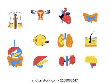 Colorful icons of human internal organs in geometric style. Concept anatomy illustrations build by abstract shapes for brand, ads, background, packaging, ads..