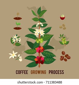 Colorful Illustration Of A Coffee Branch. Plant With Leaf, Flowers, Berry, Fruit, Seed. Vector Colored Illustration For Shop And Poster Design