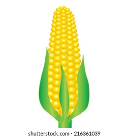 colorful illustration with an ear of corn on a white background