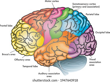 A colorful illustration of a human brain with different functional areas highlighted with different colors.