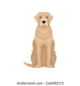 Colorful illustration of labrador retriever. Large dog with beige coat. Flat vector for promo poster of kennel club or pet clinic