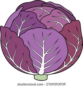 A colorful illustration of a red cabbage, showcasing its layered leaves and prominent white veins. The image captures the texture and form of this vegetable.