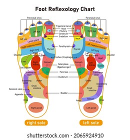 It Is A Colorful Illustration Of The Sole Reflex Zone.Easy-to-use Vector Material.