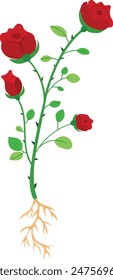 Colorful illustration three red rosebuds emerging green stem, detailed leaves, visible roots. Botanical vector. Isolated white background educational material, posters. Gardening concept. Red