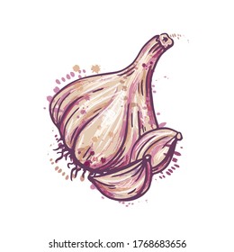 Colorful illustration of vegetable  garlic