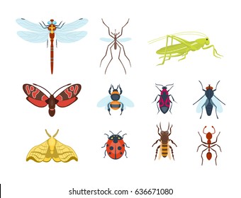 Colorful insects icons isolated wildlife wing detail summer bugs wild vector illustration