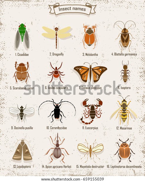 Colorful Insects Icons Set Scientific Names Stock Vector Royalty