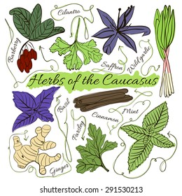 Colorful insulated set of local hand drawn herbs and spices dishes of the world on white background. The indicating arrows. The Caucasus. Vector illustration