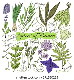 Colorful insulated set of local hand drawn herbs and spices dishes of the world on white background. The indicating arrows. Favourite France. Vector illustration