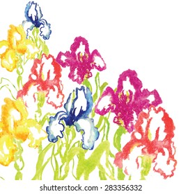 colorful iris watercolor vector background