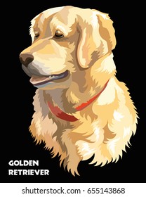 Colorful  isolated vector portrait  of dog Golden retriever on black background