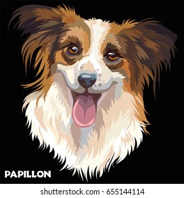 Colorful isolated vector portrait  of dog Papillon on black background
