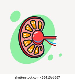 Colorful kidney cross-section icon showing internal structure, used in medical, healthcare, nephrology, or anatomy education visuals.